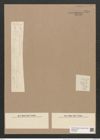Thalassiothrix elongata Grun. (de-Toni-Nr.: Genus 67, Species 2673) Zeichnungen Sammlung Grunow Nr. 5459 (NHMW-BOT-W0373879)